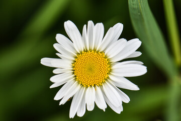 Fototapeta premium daisy flower