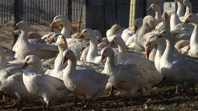 G&auml;nse auf einer Gefl&uuml;gelfarm