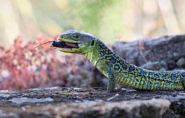Fototapeta premium Close up portrait of a stunning ocellated lizard or jewelled lizard (Timon lepidus) eating a cricket prey. Beautiful scary green and blue exotic lizard in natural environment. Reptile feeding.