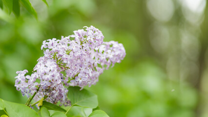 Spring flowers. Purple lilac flowers on a blurred background. Copy space