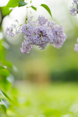 Spring lilac flowers. Purple lilac flowers on a blurred background