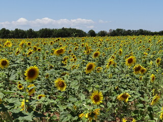 Obraz premium champ de tournesol