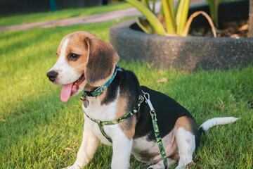 Purebred beagle puppy lying on the grass in the outdoor garden. dog beagle on the walk in the park...