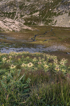 Mountain landscape on the Greina Plains, Switzerland. In the foreground is a patch of stemless carline thistle, or silver thistle, Carlina acaulis. An alpine river winds its way through the plains