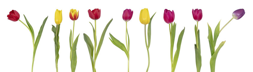 Tulipes de différentes couleur