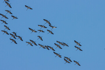flock of cranes flies in the blue sky