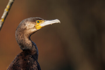  close up of a cormorant looking for prey