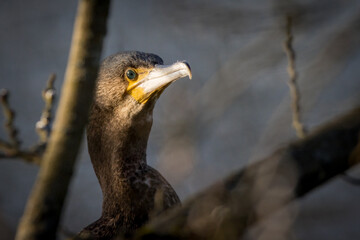 close up of a cormorant looking for prey