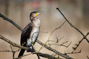  close up of a cormorant looking for prey