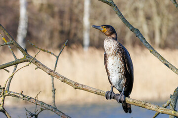  close up of a cormorant looking for prey