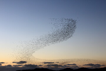 flock of migratory birds