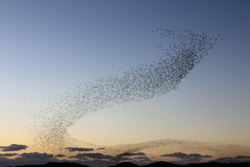 flock of migratory birds