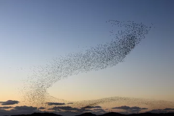 Fototapete Vögel Spectacular murmuration of a flock of migratory birds flying in the sunset sky  © SYI uncensored photo