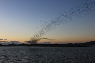 flock of migratory birds