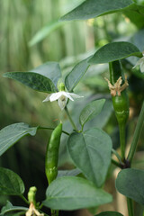 Blooming hot pepper. Stock macro photography.