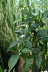 Blooming hot pepper. Stock macro photography.