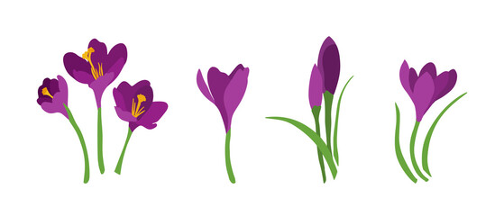 A set of different crocuses for decoration - obrazy, fototapety, plakaty