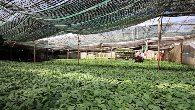 the unknow famer takecare the root in green house 