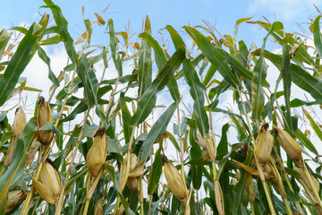 Mais, Feld, Ernte, Landwirtschaft, Landwirt