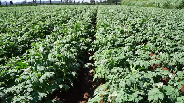 Lush green potatoes are grown in Lam Dong
