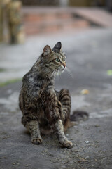 Naklejka na ściany i meble Beautiful kitty cat walking outdoor sping time soft focus