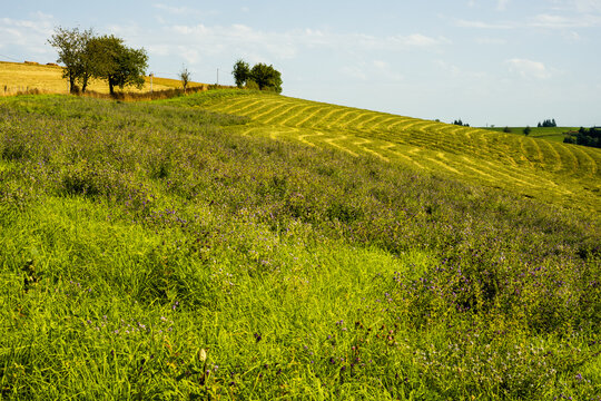P&acirc;turage de tr&egrave;fle violet,  coupe, r&eacute;colte, Aveyron, Occitanie, France