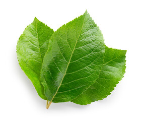 Obraz premium Apple leaves isolate. Apple leaf on white background. Three green apple leaves with clipping path.