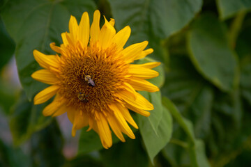 Bumble Bees on a Sunflower. A Sunflower plant with Bumblebees on a farm.

