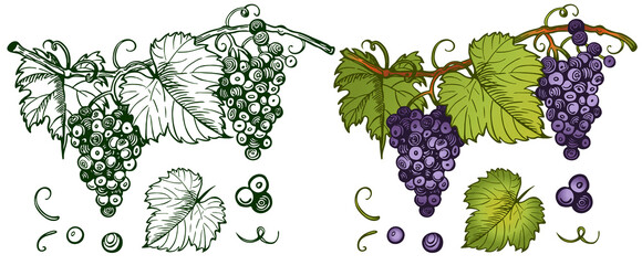 Sketch hand drawn bunch of blue grapes with green leaves isolated on white background. Engraved drawing organic wine logo. Fresh  grape berries, outline juicy fruits, harvest. Vector illustration. - 493508087