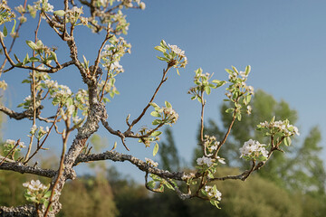Chinese pear/Poirier de Chine
