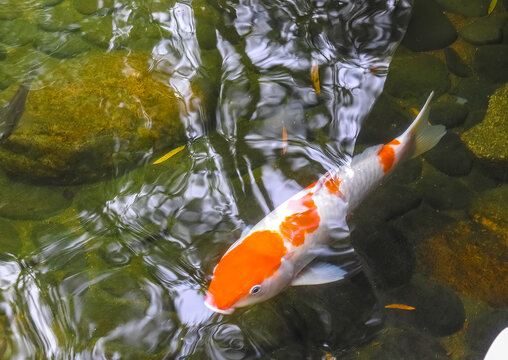 Orange and white koi fish in a transparent pond