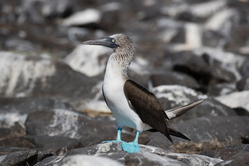 Obraz premium Blue footed Booby Sula nebouxii, Espanola Island, Galapagos, Ecuador