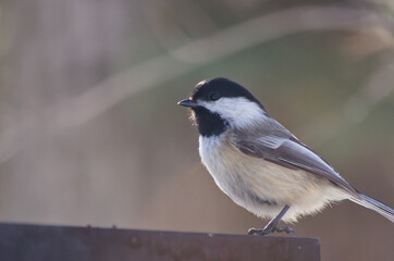 Close up of a Black-capped Chickadee
