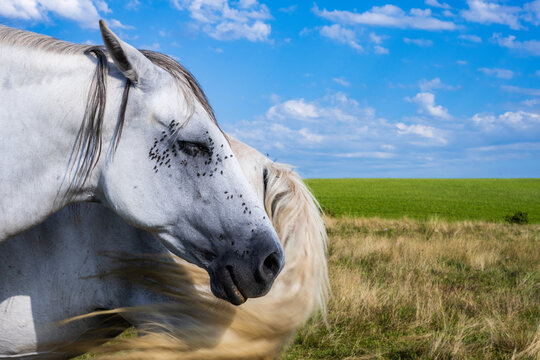 Solidarit&eacute; entre deux chevaux en quinconce pour chasser les mouches