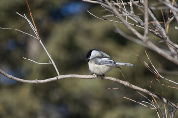 Black-capped Chickadee on a Branch