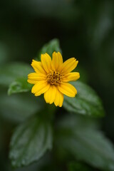 Tight close-up shot of Thymophyllia yellow flower, with leaves blurred background in a park, macro photography