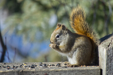 A Red Squirrel having Lunch