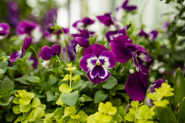 Closeup Purple and White Pansy in Green Garden