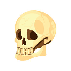 skull icon flat