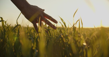 Naklejka na ściany i meble Human man's hand moving through green field of the grass. Male hand touching a young wheat in the wheat field while sunset. Boy's hand touching wheat during sunset.