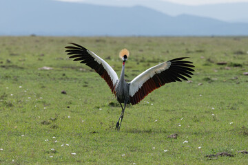 Fototapeta premium grey crowned crane in the Maasai Mara