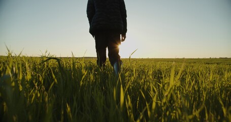 SLOW MOTION: Farmer walks through a young fresh green field during sunset. Bottom view of a man walking in rubber boots in a farmer's green fields. Human walking on agriculture field
