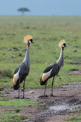 pair of grey crowned cranes
