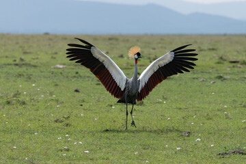 crowned crane displaying in the Maasai Mara savannah