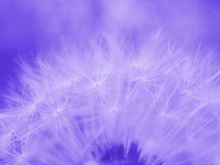 Dandelion cap with seeds closeup. Summer floral background. Airy and fluffy wallpaper. Purple tinted backdrop. Dandelion fluff  wallpaper. Macro