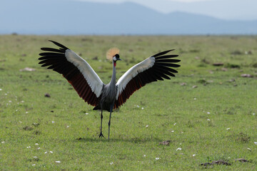 crowned crane in the savannah