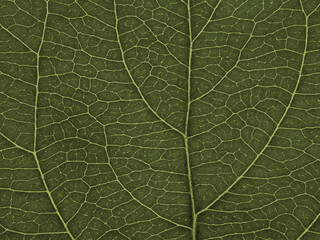 Leaf of fruit tree close up. Dark green mosaic pattern of veins and plant cells. Abstract tinted background or wallpaper. Macro