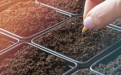 plastic pots with earth prepared for planting seeds on seedlings. The hand planting seeds in the ground