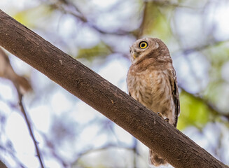 Spotted Owl looking towards a object