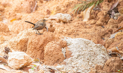 Indian Robin sitting over a rock